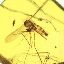 An ancient killer: Ancestral malarial organisms traced to age of dinosaurs