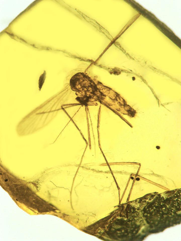This 15- to 20-million-year-old mosquito Culex malariager, was discovered in the Dominican Republic preserved in amber, and is infected with the malarial parasite Plasmodium dominicana. It's the oldest known fossil showing Plasmodium malaria, related to the type that today infects humans. Credit
(Photo by George Poinar, Jr., courtesy of Oregon State University).