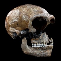 The Neanderthals were 20 percent vegetarian