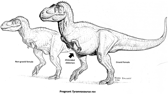Pregnant T. rex. Credit: Mark Hallett.