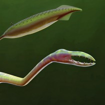 Solving the mystery of the Tully Monster