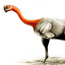Deceptive feathered dinosaur finally gets a name