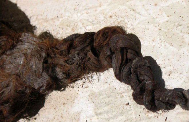 The hair is shaped as if it is still sitting on a head, having a plait which is several inches long.