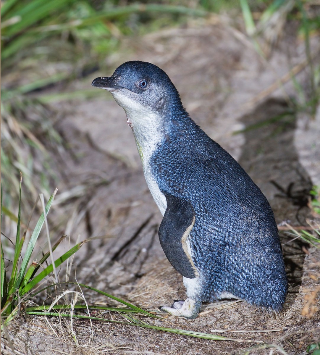 Little Penguin (Eudyptula minor), Bruny Island, Tasmania, Australia.