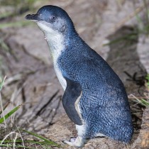 Fossils may reveal 20-million-year history of penguins in Australia