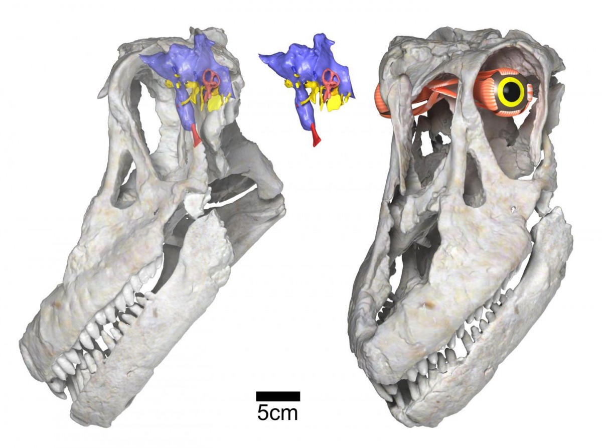 Digital renderings of the skull and reconstructed brain endocast and eye of the new titanosaurian dinosaur species Sarmientosaurus musacchioi. Scale bar equals five centimeters. Credit: WitmerLab, Ohio University.

