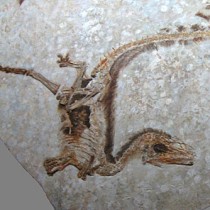 New models predicting where to find fossils