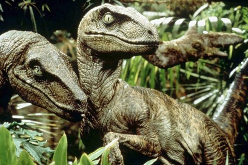 Velociraptors as featured in the movie 