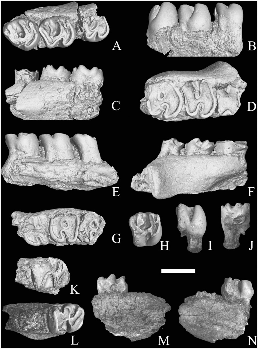 Fossil teeth of a transitional gundi found in Israel's Negev desert, named Sayimys negevensis. Credit: Courtesy of Rivka Rabinovich.
