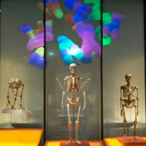 Bigger brains led to bigger bodies in our ancestors