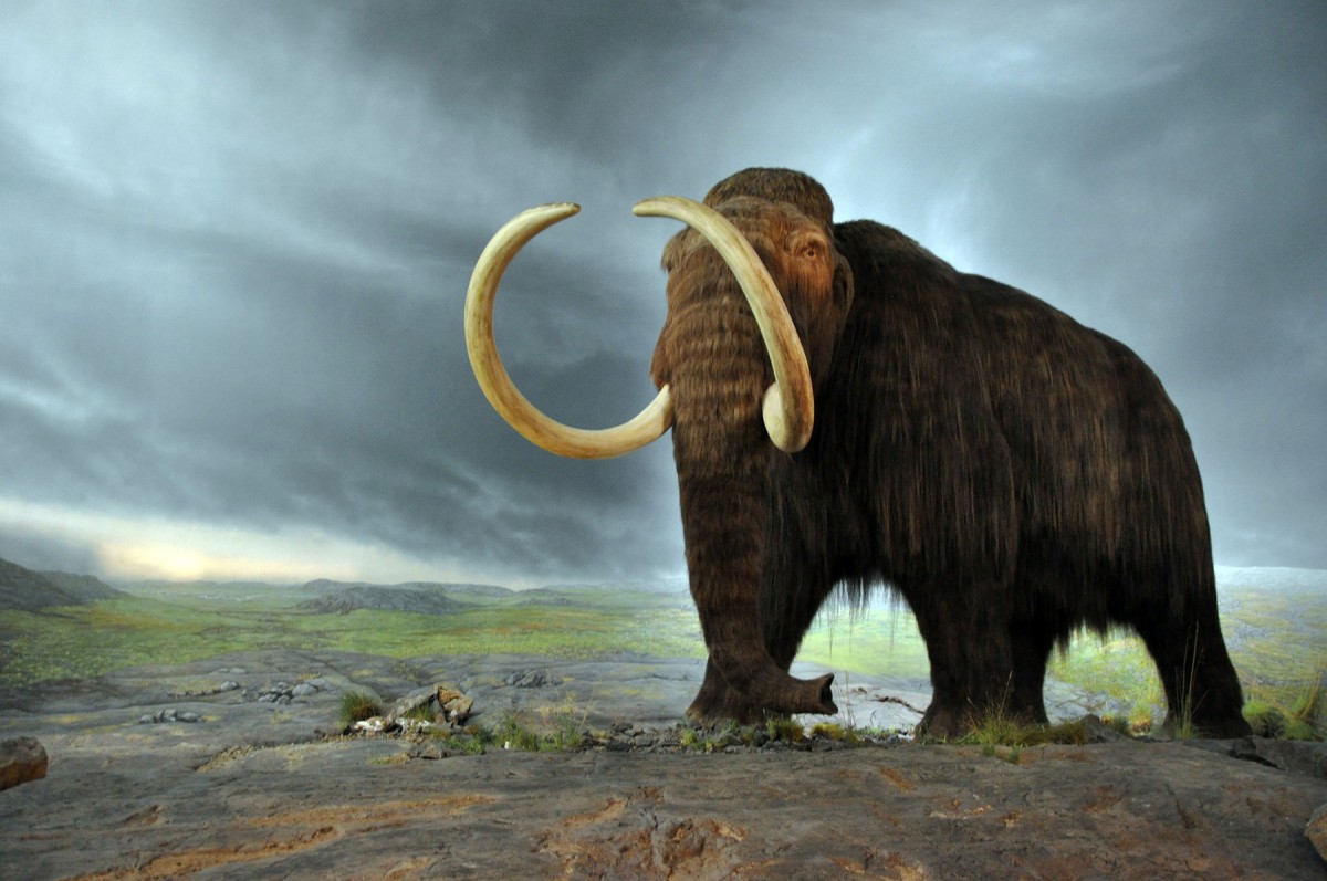     
Wooly mammoth. Model at the Royal BC Museum. Credit: CC BY-SA 2.0