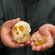 Paleontologists find first fossil monkey in North America