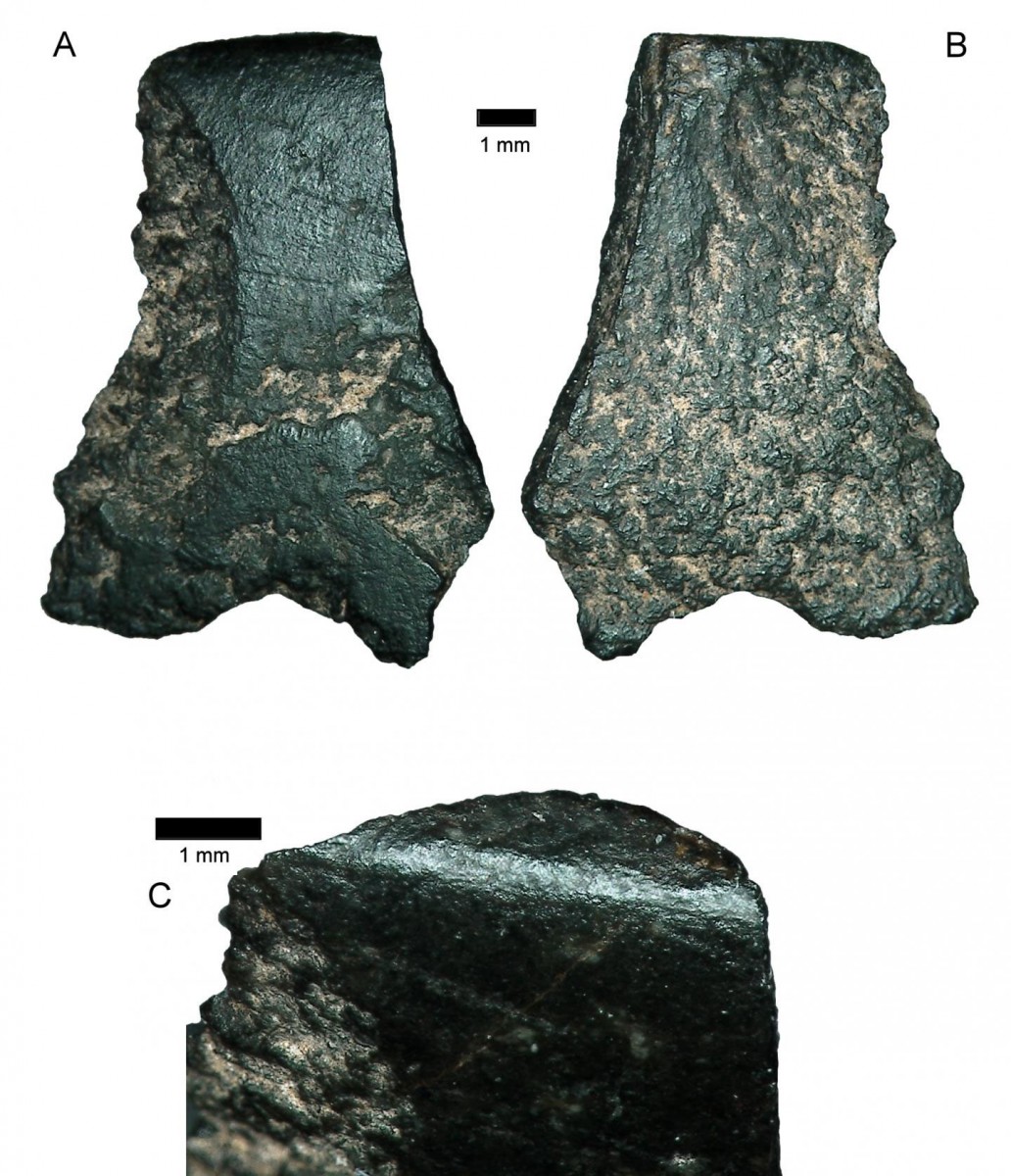 World's oldest axe fragment, seen here under a microscope, is the size of a thumbnail.
Credit: Australian Archaeology.