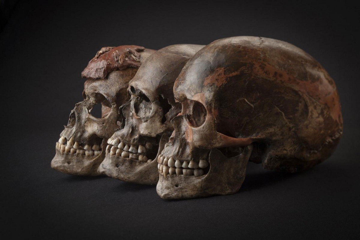 Three ~31,000-year-old skulls from Dolni Vestonice in the Czech Republic. For the next five thousand years, all samples analyzed in this study ―whether from Belgium, the Czech Republic, Austria, or Italy― are closely related, reflecting a population expansion associated with the Gravettian Archaeological Culture. Credit: Martin Frouz and Jiří Svoboda.