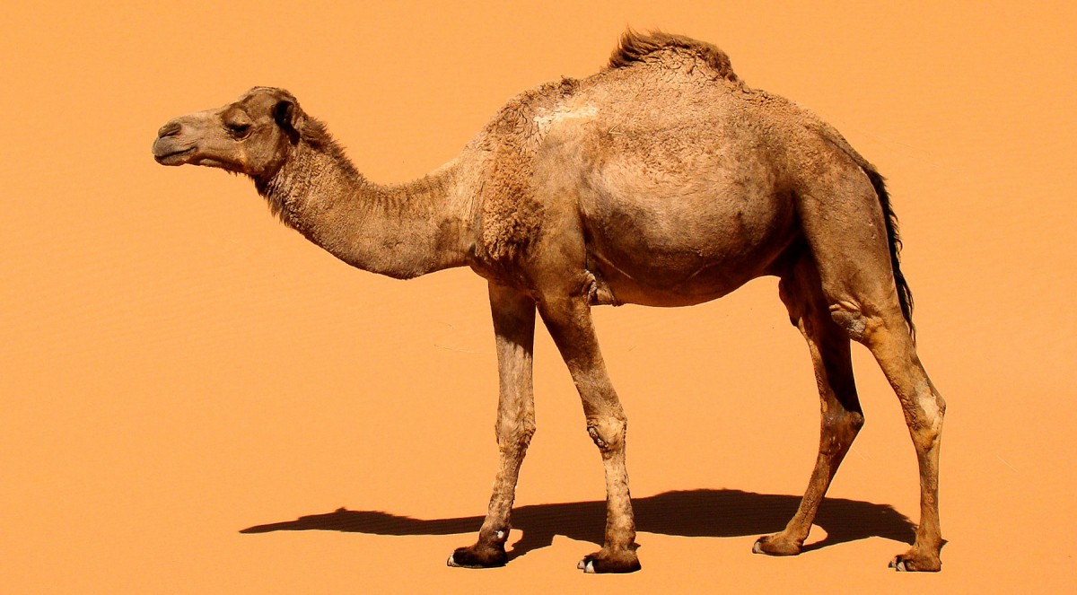 Dromedaries exhibit an enormous genetic diversity despite the fact that breeding usually results in a low genetic diversity.