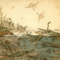 Rapid rise of the Mesozoic sea dragons