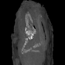 Youngest mummified foetus revealed in tiny sarcophagus