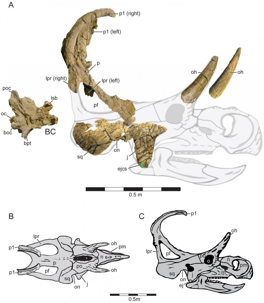 Holotype cranial Material and Cranial Reconstruction of Machairoceratops cronusi (UMNH VP 20550) gen. et sp. nov.