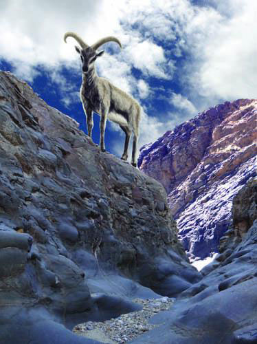 New species from the Pliocene of Tibet reveals origin of ice age mountain sheep