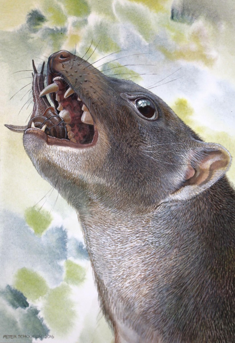 This is a reconstruction of the 15 million year old Malleodectes from Riversleigh chomping down on what appears to have been its favourite food -- snails. The massive, shell-cracking premolar tooth is clearly visible in the open mouth.
Credit: Illustration by Peter Schouten.