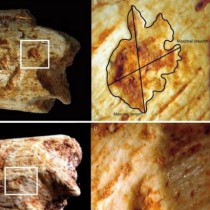 Hominins may have been food for carnivores 500,000 years ago