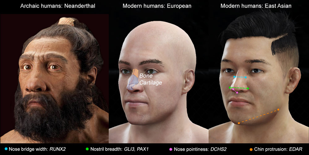 Genes for nose shape found
