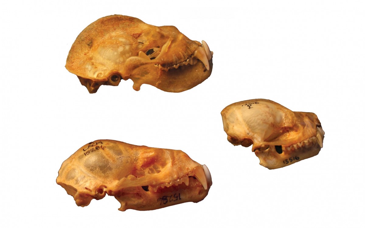 Skulls from three bat species: Hipposideros commersoni, Chrotopterus auritus and Nictilio leporinus. 