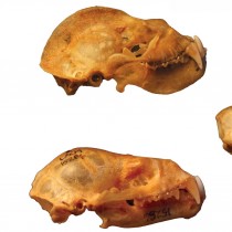 Skull specializations allow bats to feast on their fellow vertebrates