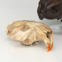 Historic fossils find new life telling the story of ancient proteins