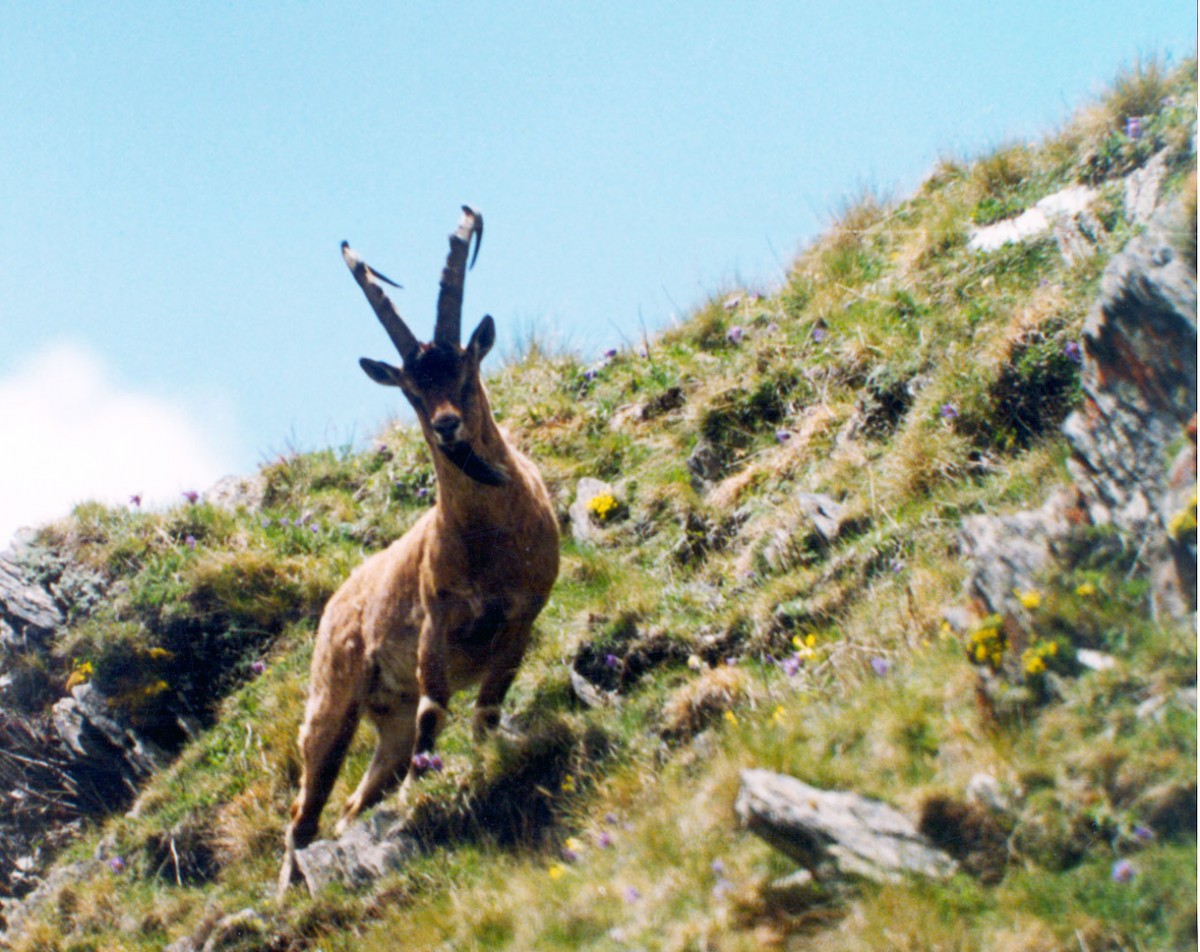 Ancient DNA analysis of goat bones sheds light on Neolithic Caucasus