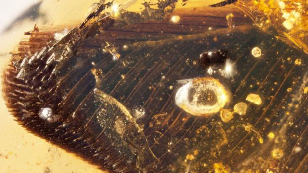 Overlapping flight feathers can be seen erupting from the amber. Image Credit: RSM/ R.C. McKellar/BBC.
