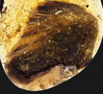 Prehistoric birds wings exceptionally preserved in amber