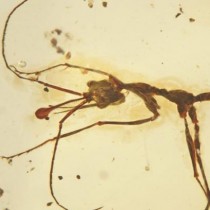New Cretaceous fossils shed light on the early evolution of ants