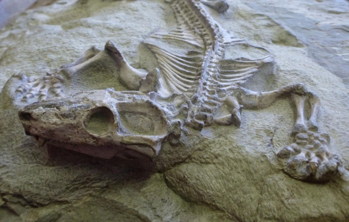 How the mouse outlived the giant