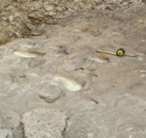 Homo Erectus footprints discovered