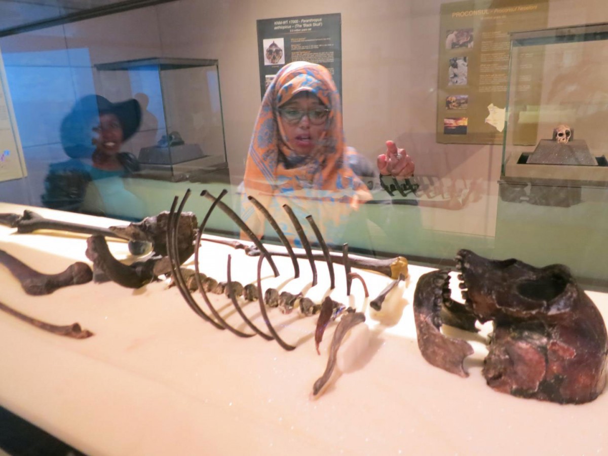 At Nairobi's Kenya National Museum, two Homo sapiens visit the skeleton of Turkana Boy, member of a precursor species known as Homo erectus. By his time, some 1.6 million years ago, the east African landscape was largely dominated by grasses.
Credit: Kevin Krajick/Lamont-Doherty Earth Observatory.