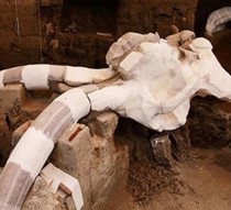 Pleistocene-era mammoth remains uncovered in Mexico