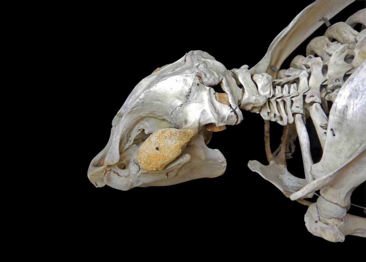 Skeleton of Manatee.