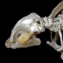The call of the sea: Mammalian evolutionary transitions back to the sea