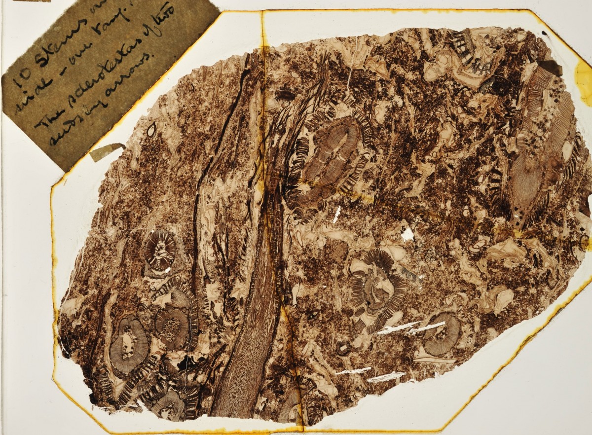 Thin slice of 320-million-year old fossil soil. Photo Credit: John Baker/Department of Plant Sciences University of Oxford.