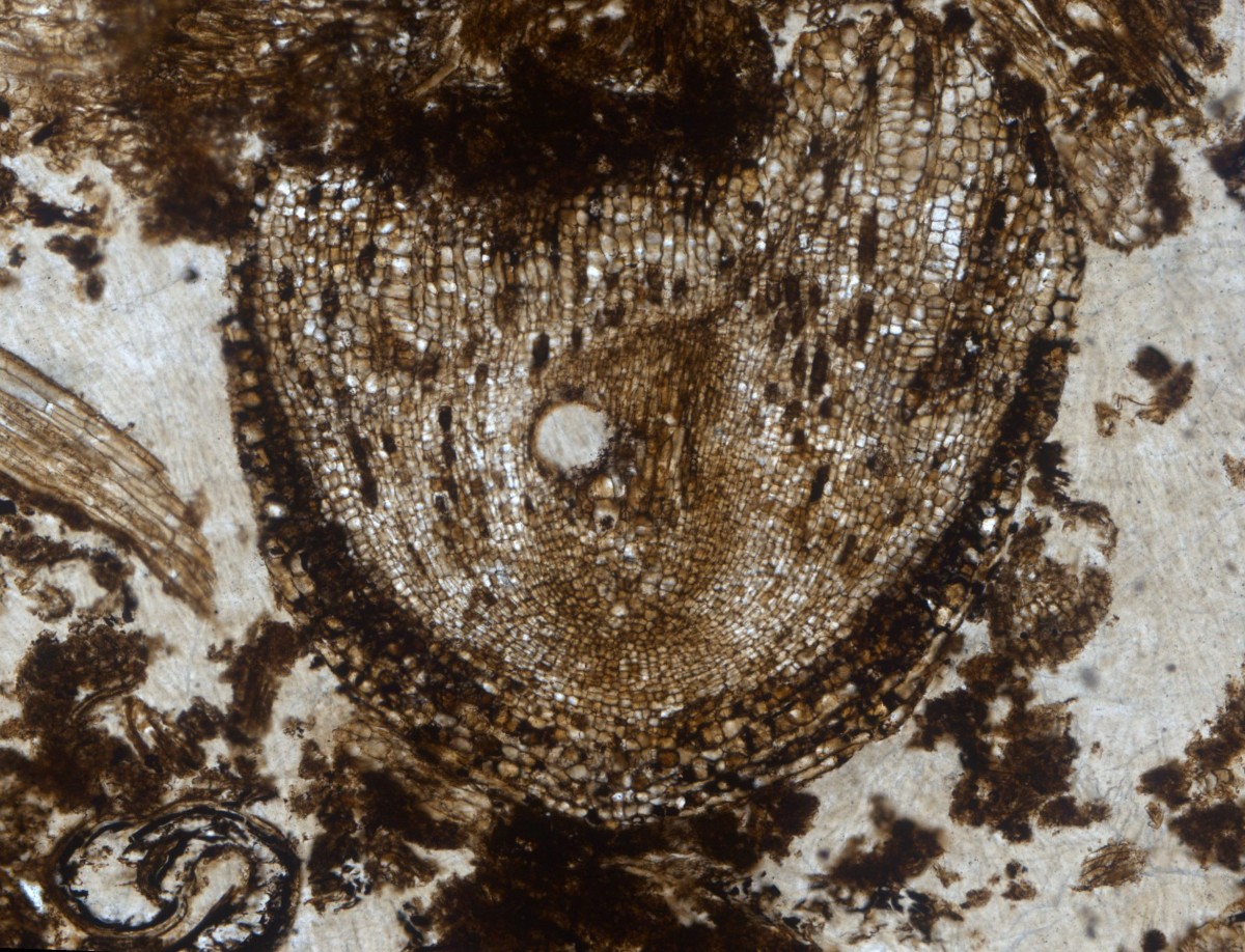 The oldest fossilised remains of an actively growing root meristem, named Radix carbonica. Photo Credit: Alexander (Sandy) Hetherington/Department of Plant Sciences University of Oxford.