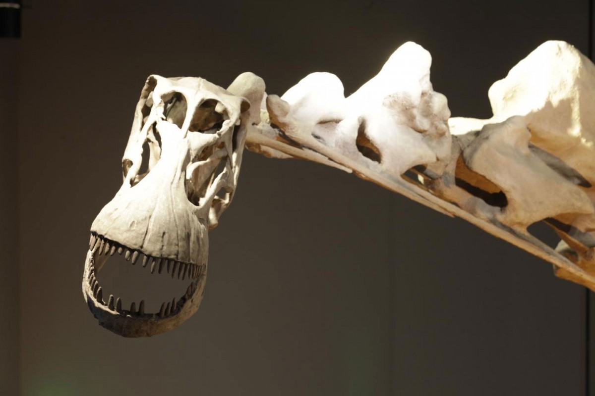 Close up of skull of reconstructed Alamosaurus Mount. Credit Courtesy of Perot Museum of Nature and Science.