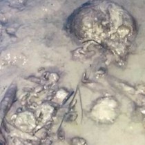 Iron Age skeletal remains gifted to Isle of Wight Museum