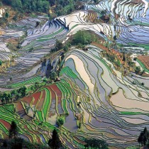 Professor discovers new origins for farmed rice