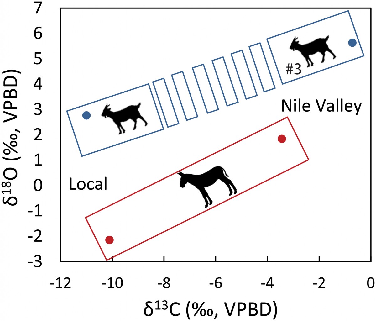 Local vs. Nile valley bivariate plotting of mean intra (ass; red frame) and inter-tooth (ovicaprine; dashed blue frame) δ18O and δ13C values. Image Credit: PLOS One.