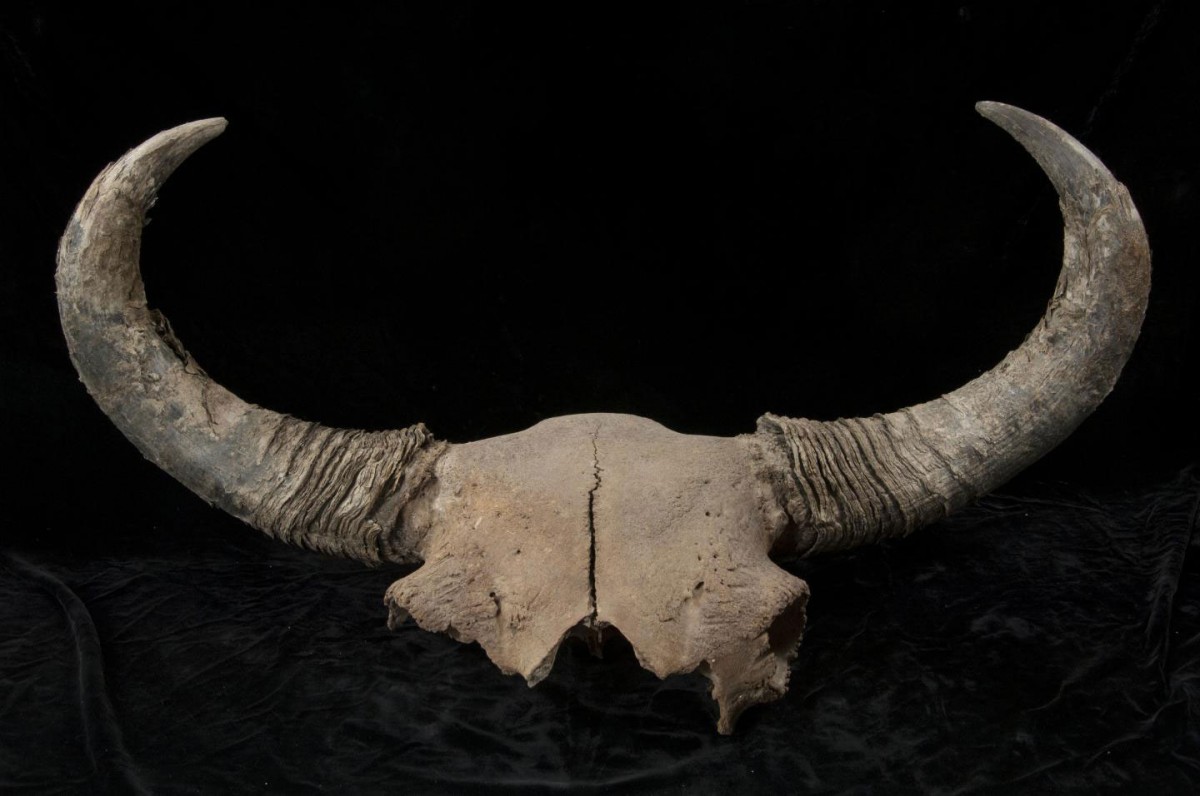 The steppe bison had much larger horns than modern bison. Radiocarbon dating and DNA analysis of bison fossils enabled researchers to track the migration of Pleistocene steppe bison into an ice-free corridor that opened along the Rocky Mountains about 13,000 years ago. Credit: Government of Yukon.