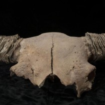 Ice age bison fossils shed light on early human migrations in North America