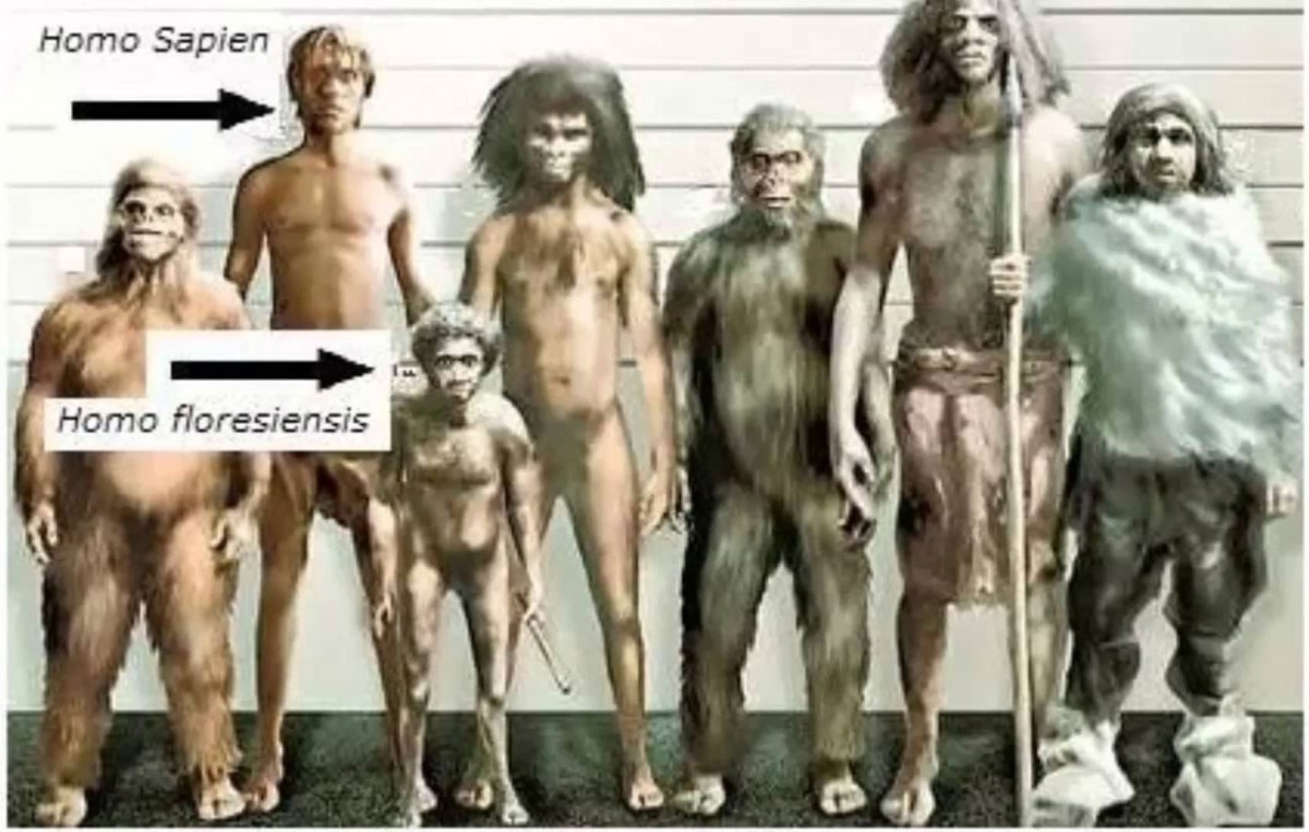 From left to right: Homo habilis, Homo Sapiens, Homo floresiensis, Homo Erectus, Paranthropus boisei, Homo heidelbergensis and Homo neanderthalensis.