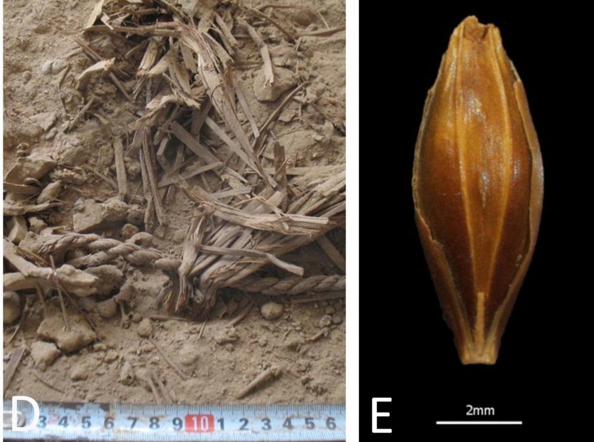 Genome of 6,000-year-old barley grains sequenced for first time