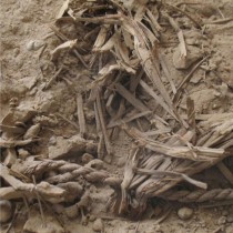 Genome of 6,000-year-old barley grains sequenced for first time